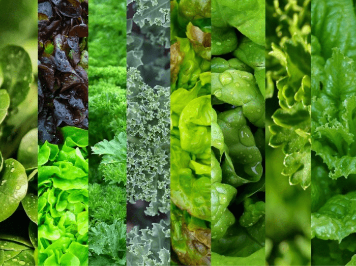 Photo collage de plusieurs types de salade